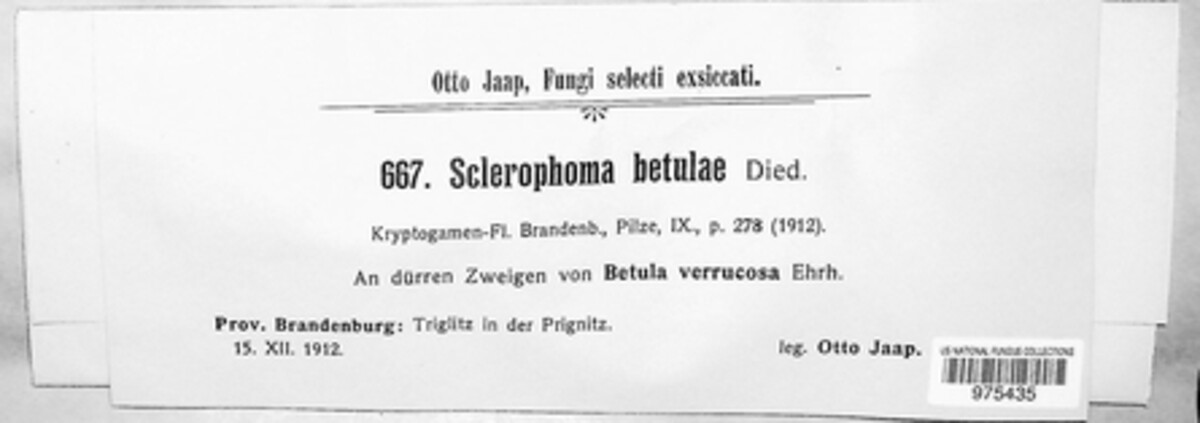 Sclerophoma betulae image